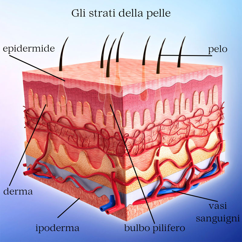 strati della pelle